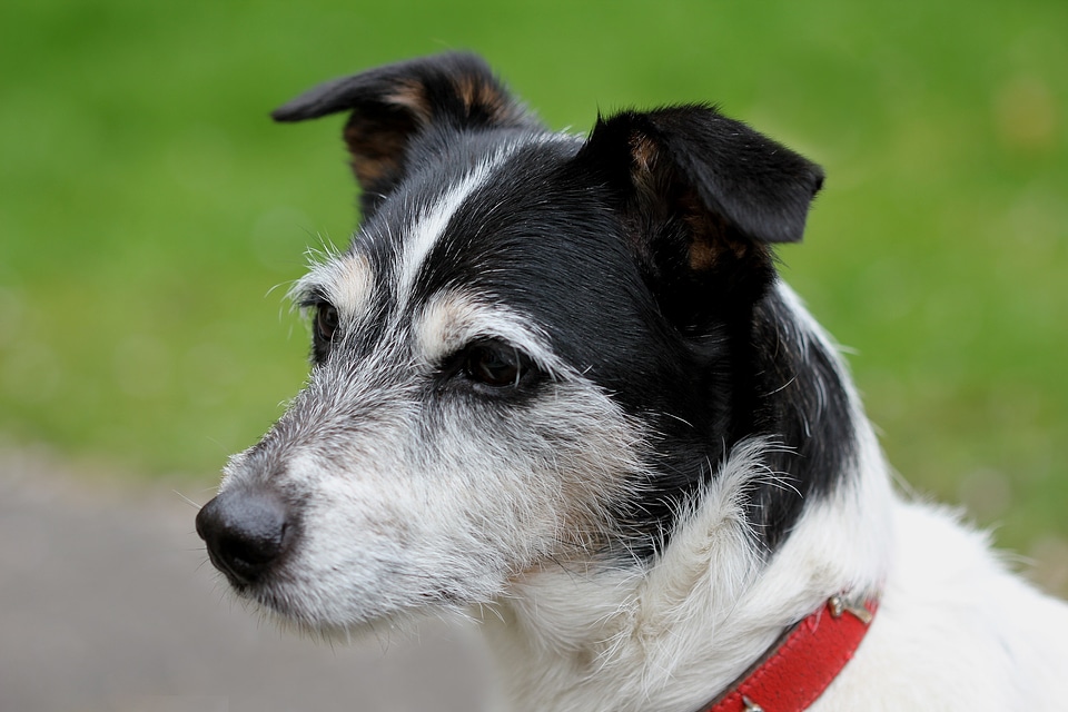 Jack russell close up black and white