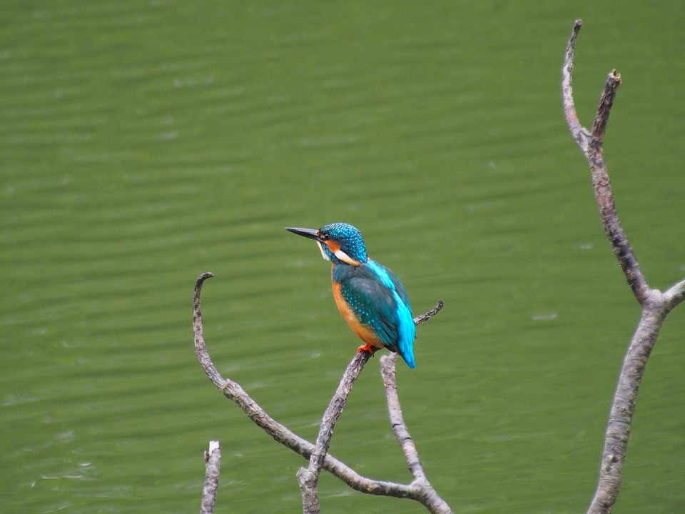 Kingfisher bird male