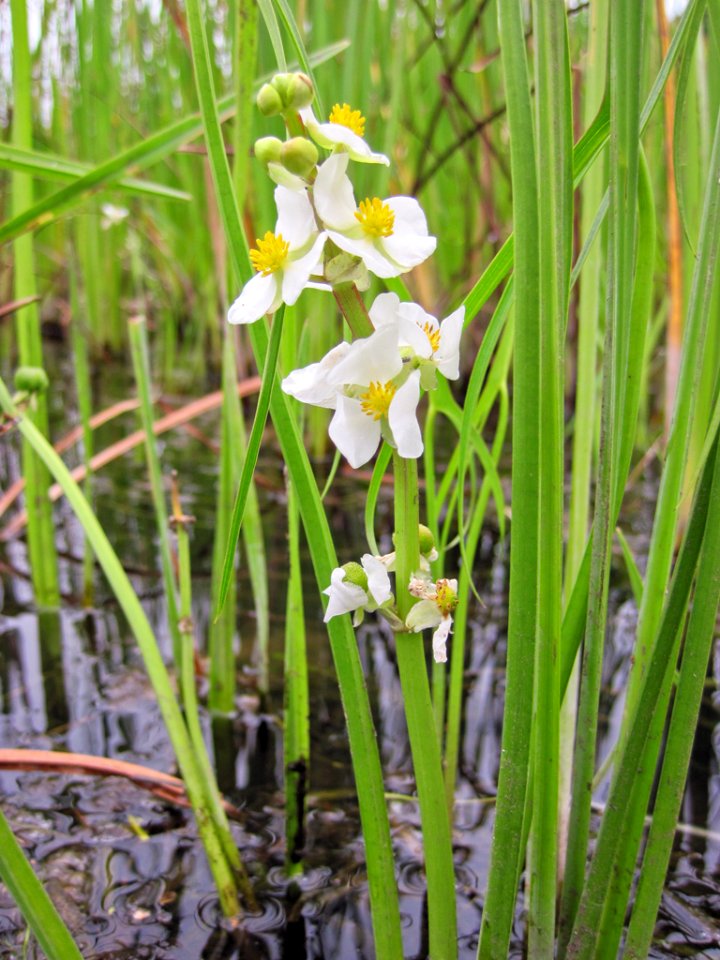 JacobowskiJ NearStinnettLanding ArrowheadFlowers 20120812 vpp