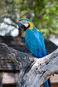 Nature animal wild