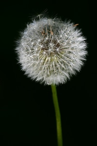 Botany flower field photo