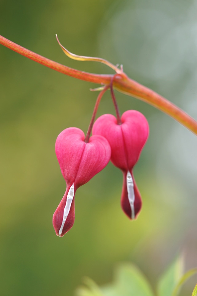 Natural pink watery heart plant