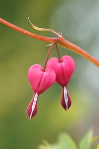 Natural pink watery heart plant photo