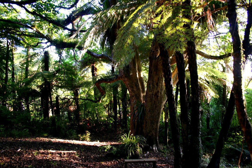 sacred puriri tree