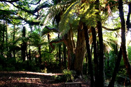 sacred puriri tree