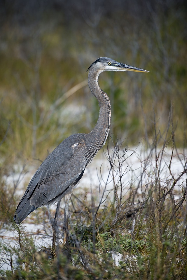 Great heron wildlife