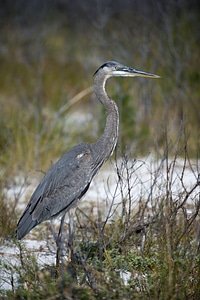 Great heron wildlife