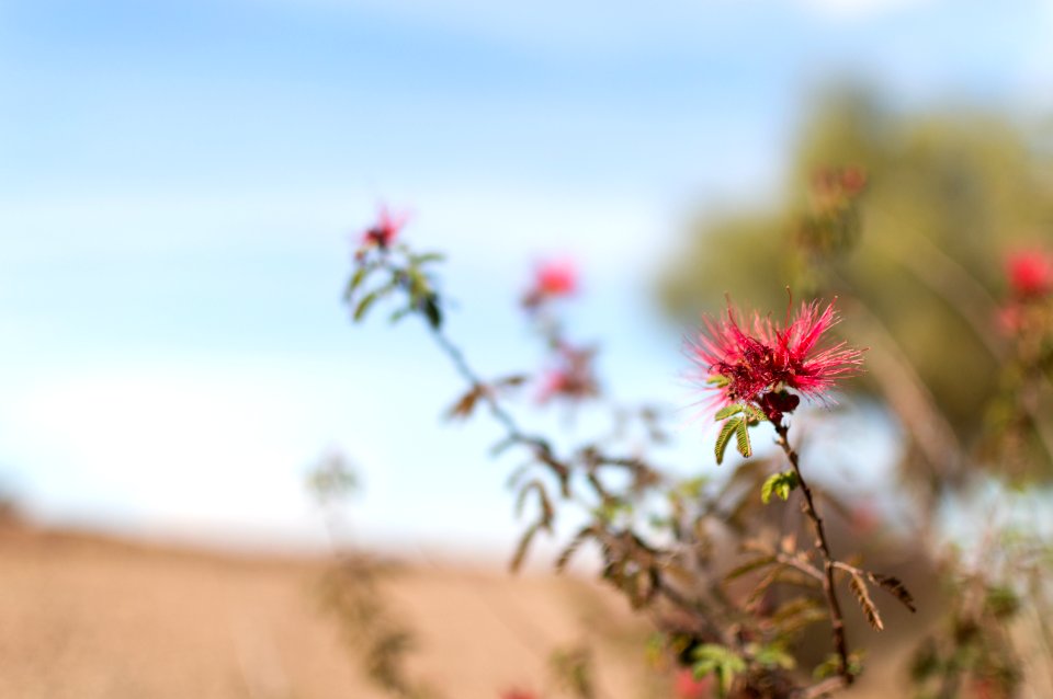 Desert Flower