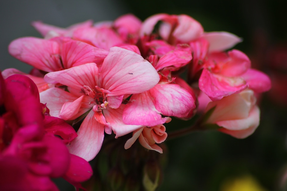 Pink decoration blossom