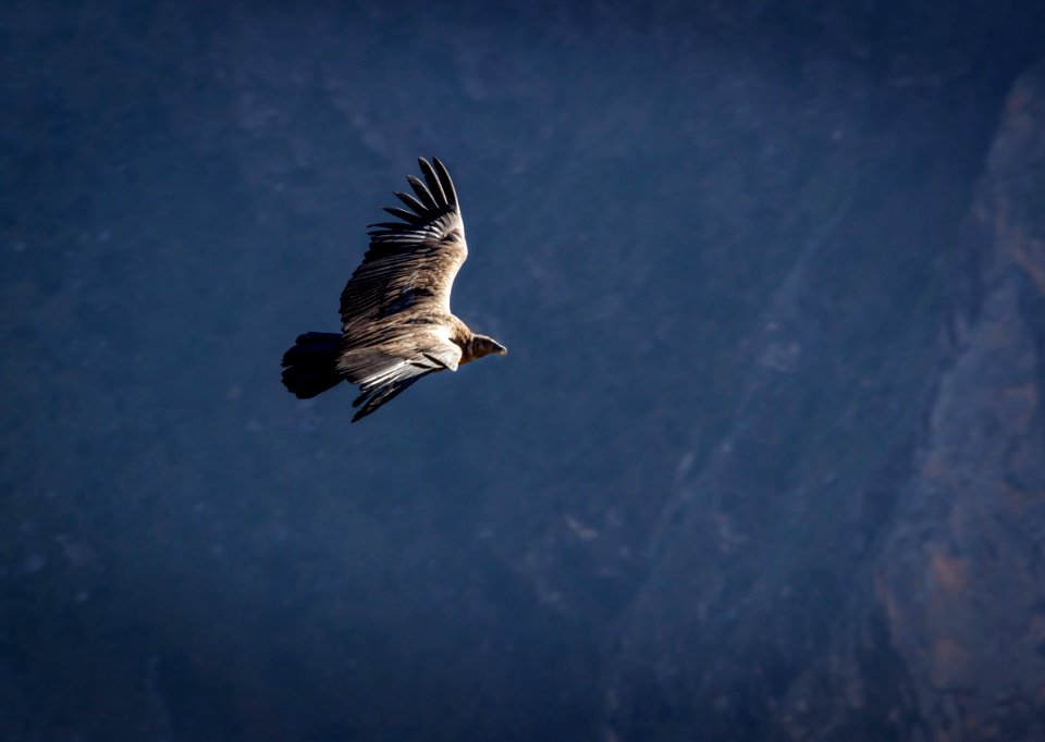 SouthAmerica Condor