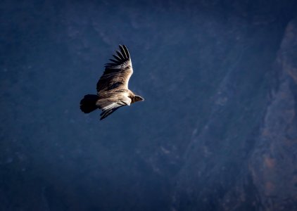 SouthAmerica Condor