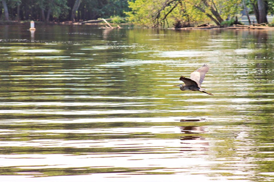 StedmanC  StillwaterIslands GreatBlueHeron 201200705 vpr