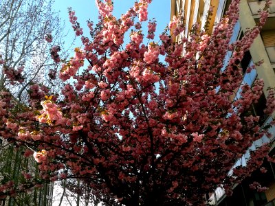 59. LA PRIMAVERA DIETRO L'ANGOLO (di Irene LaPorte)
