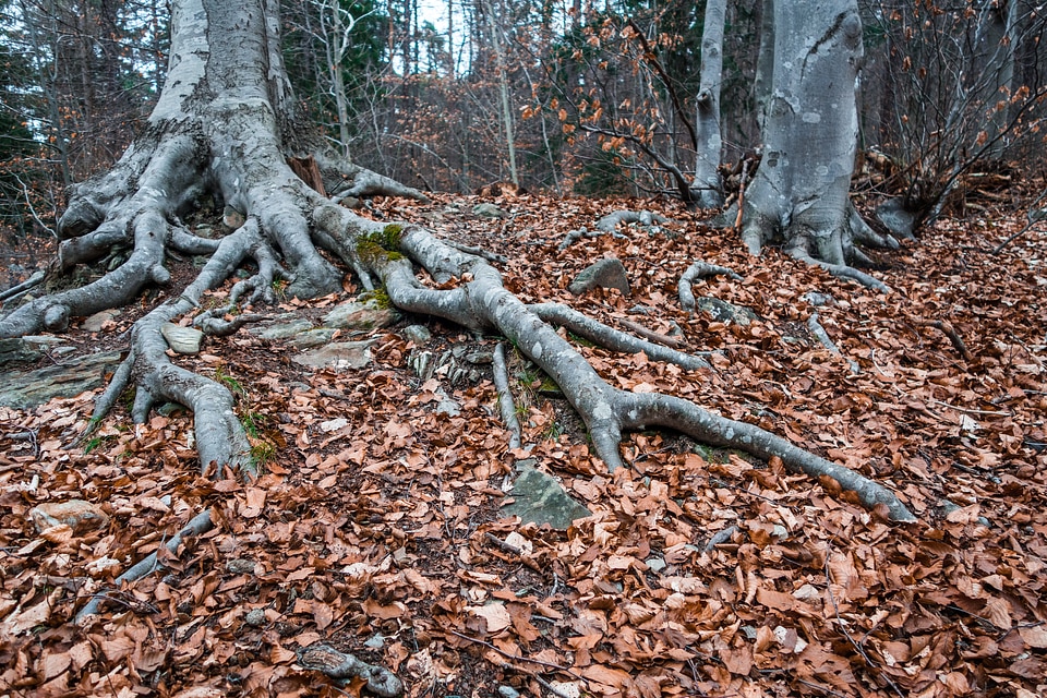Leaves forest wood