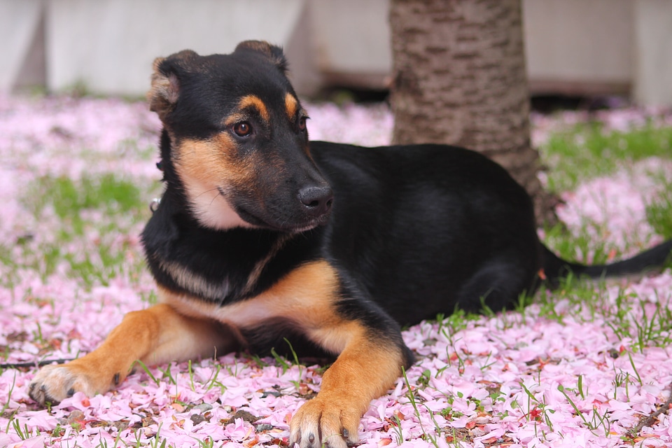 Dog mix breed cute