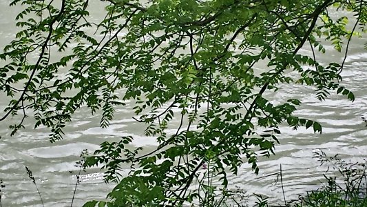 58. L' ALBERO SUL FIUME (di Irene LaPorte)