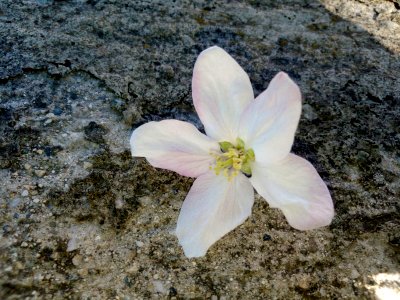 FIORE (di Marco Pizzini)