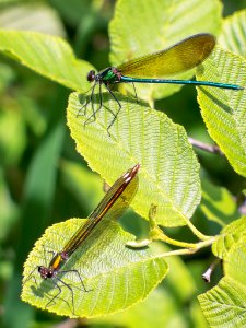 HerzogE NamekagonRiver Damselflies 20090216 vpp