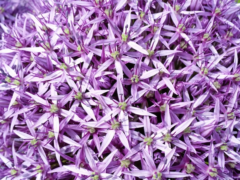 Nature blossom lilac nature