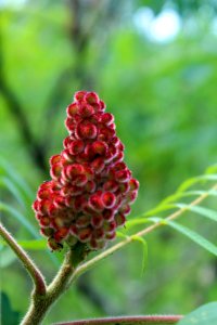RuppA SnakeRiverLanding StaghornSumacPlant 20160726 vpr