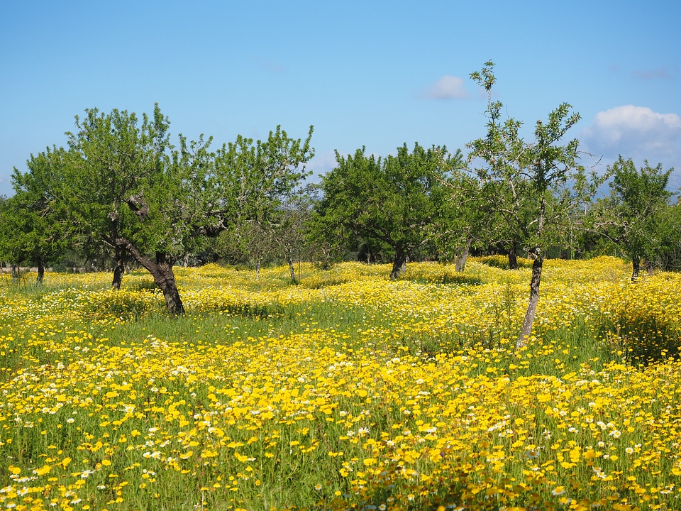 Composites asteraceae mallorca