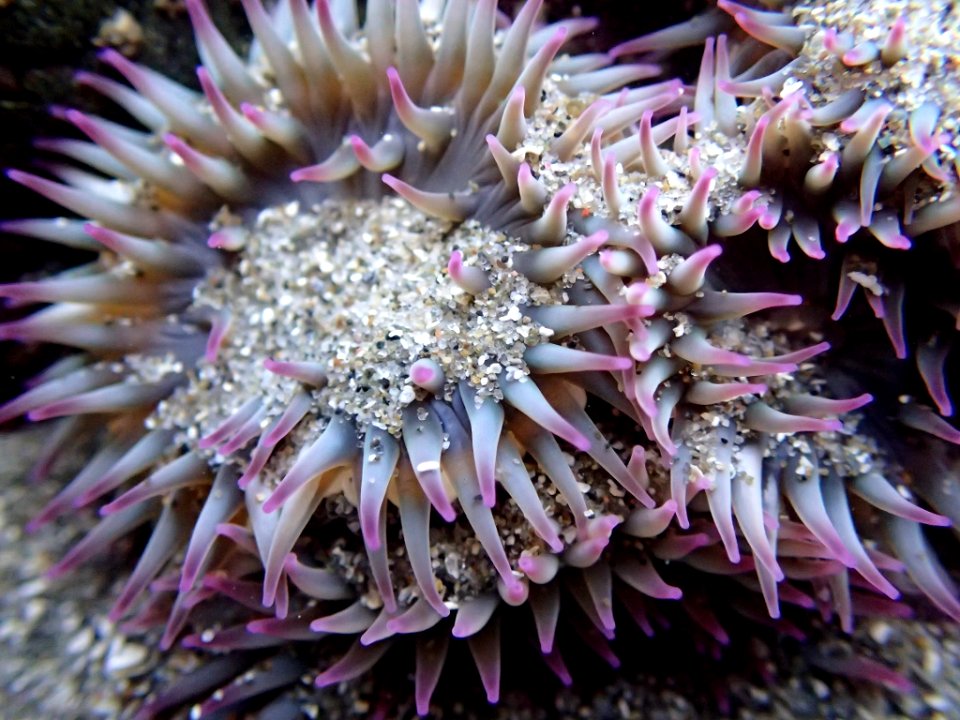 Anemone Mendocino Coast