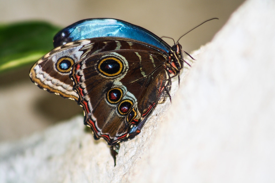 Butterfly close up Free photos