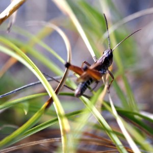 grasshopper in grass