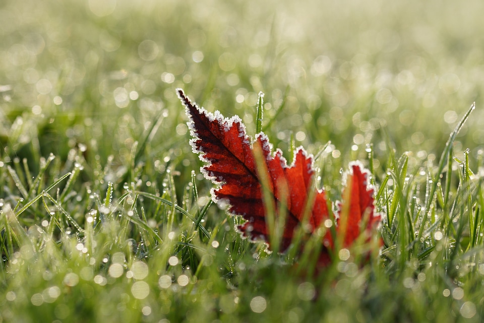 Dew wet frost