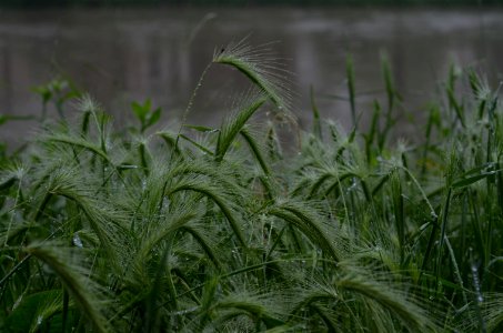 ERBA [GRASS] (di Tommaso Fop)