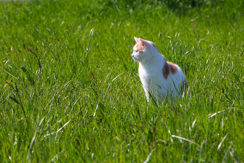 Meadow outlook ausschau