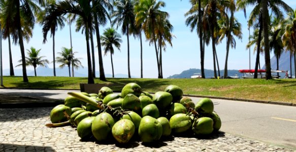 Rio de Janeiro coconuts photo