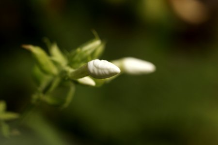 Blooming test M42 lens pentagon 50mm 1.8 by carti5
