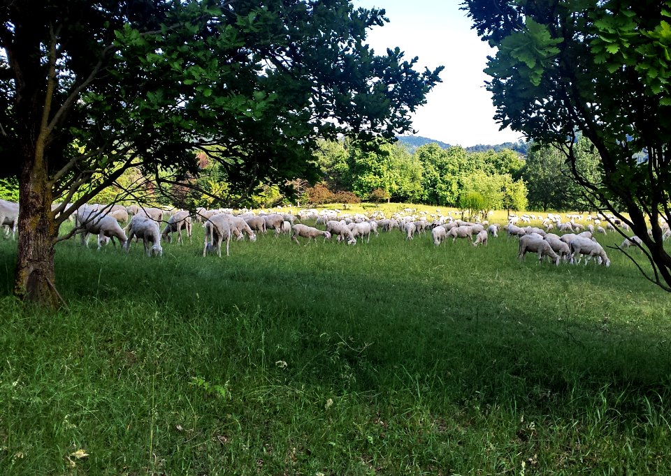 PRATO A PECORELLE (di Marina Mazzucco)