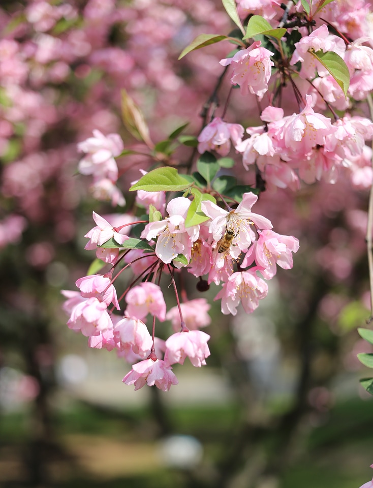 Spring vitality during the day