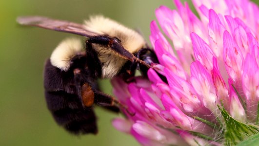 bee drinking the good stuff