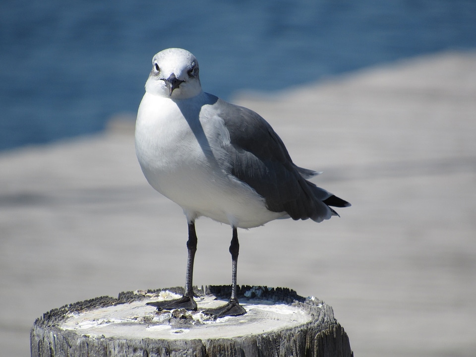 Standing seagull wildlife