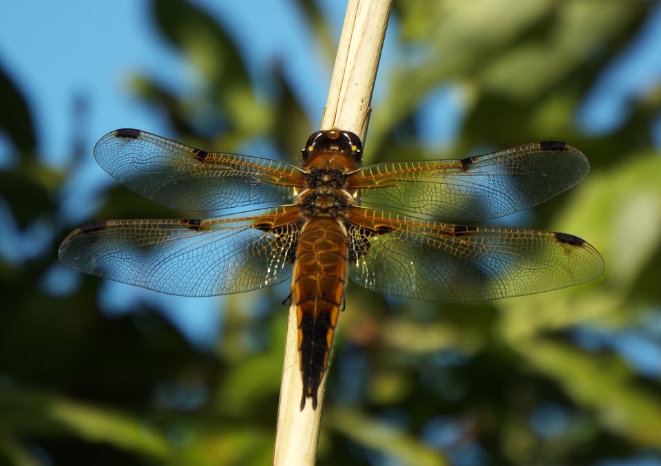 Bug insect chaser