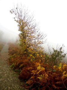 otoño y niebla photo