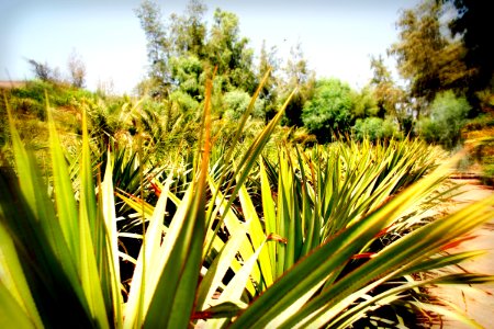 Summer hot day and agave