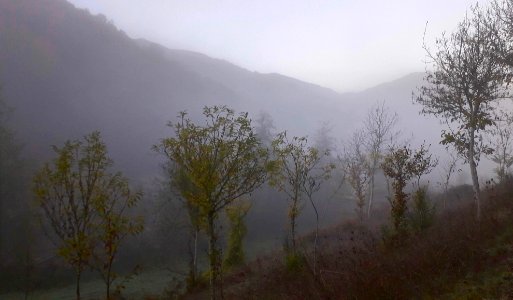 nieblas de otoño photo