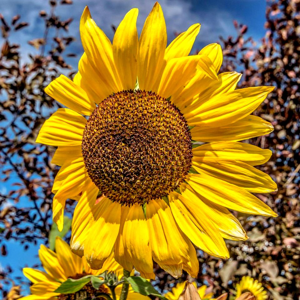 It's #fall but the #sunflowers are still in #bloom ! #cougarridgeyyc #calgary #yyc #realestate #realtor #photography #flower #dslr #plant #realtorlife