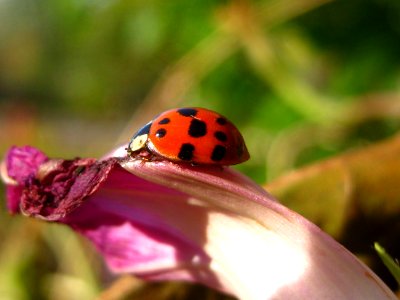 Ladybug