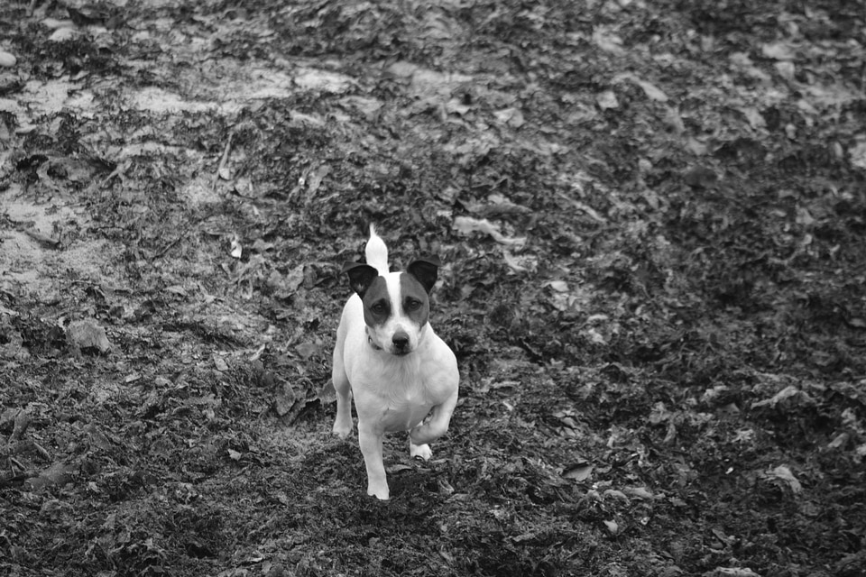 Animal mutt companion