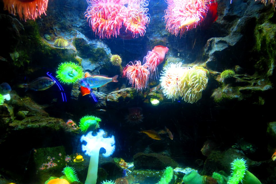 No enemies, just anemones