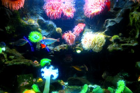 No enemies, just anemones