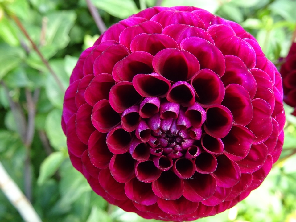 Blossom petals plant