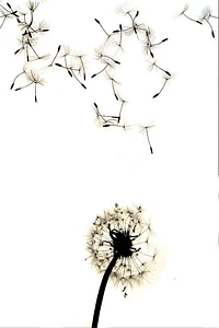 Dandelion contrast high contrast