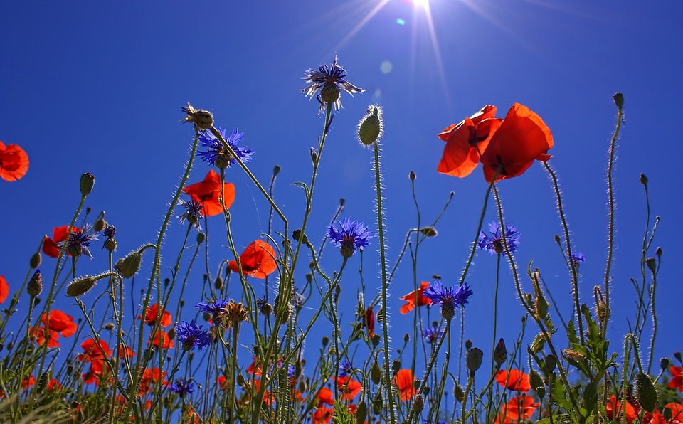 Poppy flower red blossom photo