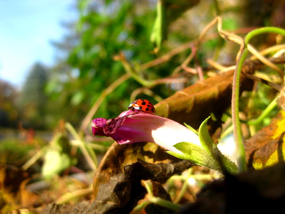 Ladybug